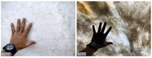 Cristallo Quartzite shown with and without backlighting to highlight depth and texture